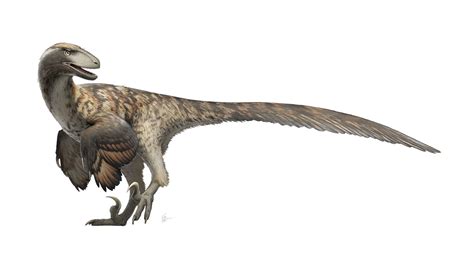 Deinonychus antirrhopus for Wikipedia by FredtheDinosaurman on DeviantArt