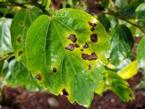 How to Identify and Treat Common Cucumber Diseases | Dengarden