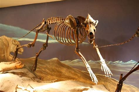 Skeleton of extinct Dire Wolf (Canis Dirus) from La Brea Tar Pits ...