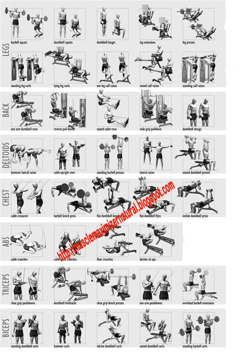 Body Building Exercises - The Evolution OF Natutal Muscle Building