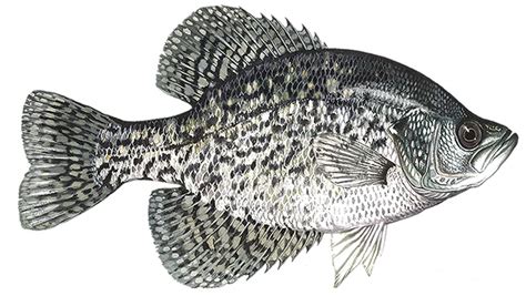 Oklahoma Crappie.Com State Stickers - Page 5