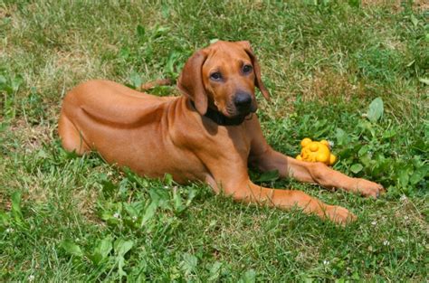 Rhodesian Ridgeback Puppies - Rhodesian Ridgeback Puppies will be ...