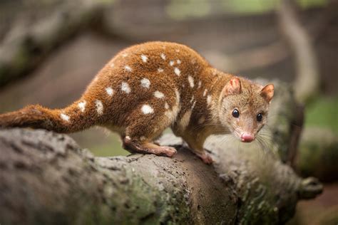 What Are the Cutest Animals in Australia?