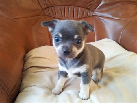 Blue Chihuahua Puppies | PETSIDI