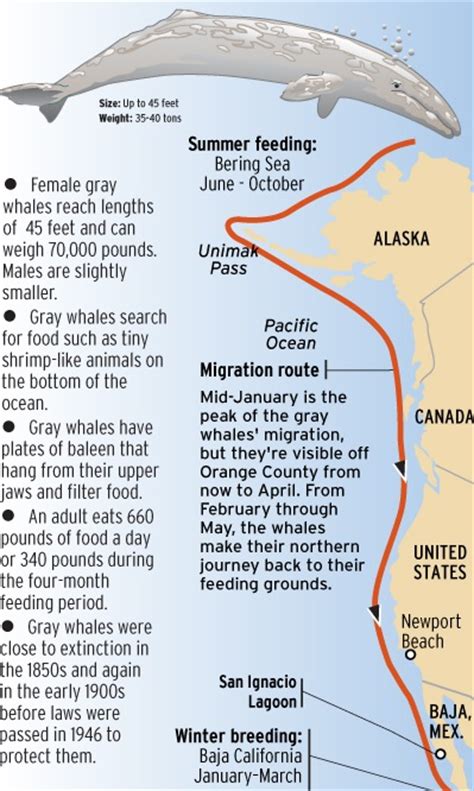 Spring Gray Whale Watching Tours - Oak Harbor - Deception Pass Tours