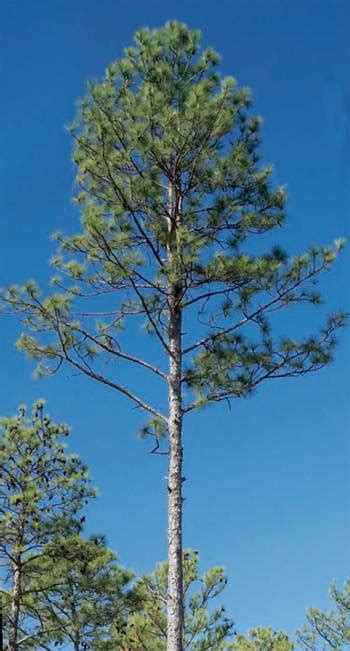 Longleaf Pine Program for Landowners - UF/IFAS Extension Marion County