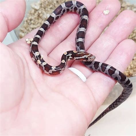 60+ Corn Snake Morphs By Color, Genetics & Rarity - More Reptiles