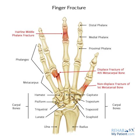 Middle Finger Joint Anatomy