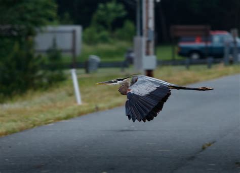 The Migration journey of a great Blue Heron – Best Life Birding