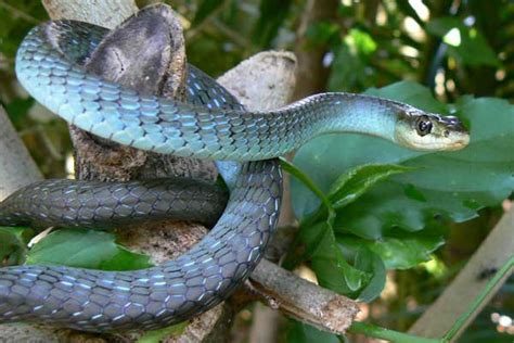 Gallery For > Green Tree Snake Poisonous