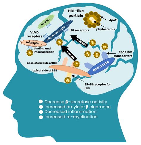 Nutrients | Free Full-Text | Diversity of Plant Sterols Metabolism: The ...