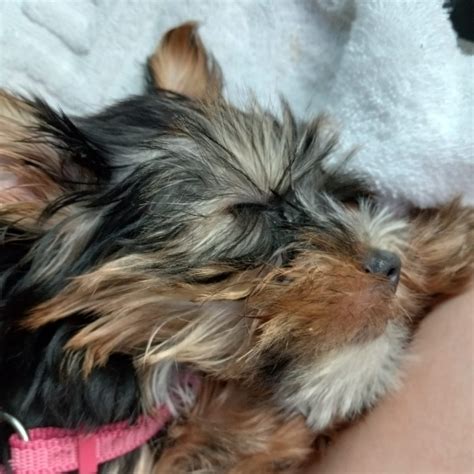 Shorkie Mix Dog Breed - The Cutest Shorkie Mix Photos