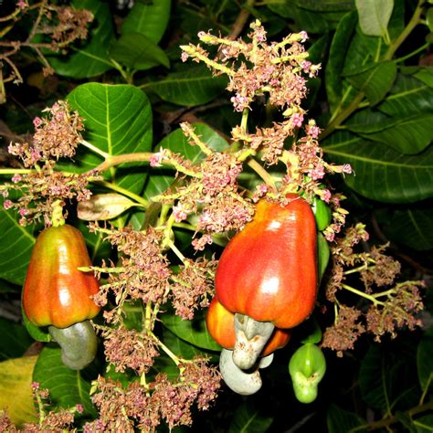 Anacardium - Alchetron, The Free Social Encyclopedia