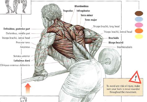 How To Do Barbell Bent Rows • THE stephane ANDRE