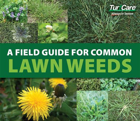 Types Of Lawn Weeds In Florida