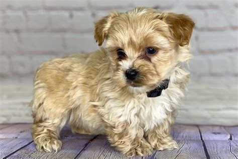 Yorkipoo Puppies for Sale (Reasonable Adoption Fees) | Yorkie poo ...