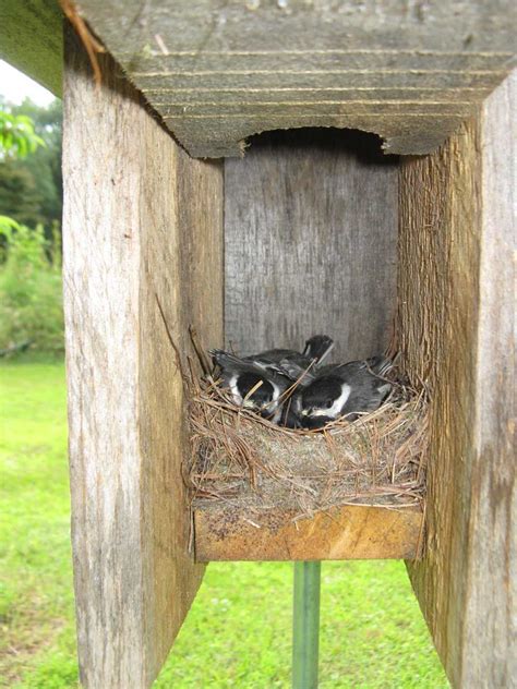 Chickadee nest | Bird houses, Birds, Bird