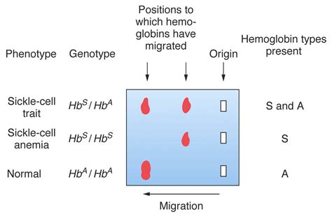 Hemoglobin electrophoresis