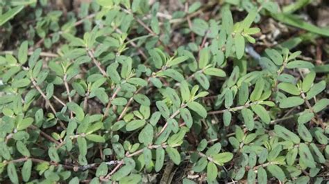 creeping spurge identification – what kills spurge in lawns – STJBOON