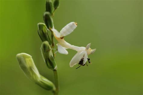 It's An Orchid. It's A Mantis. It's Incredible — And Deadly ...