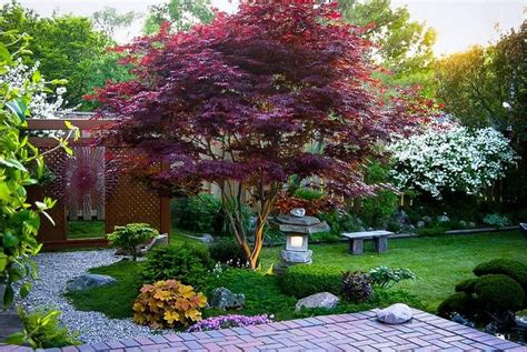 Bloodgood Japanese Maple Good company to order from #smallgardendesign ...