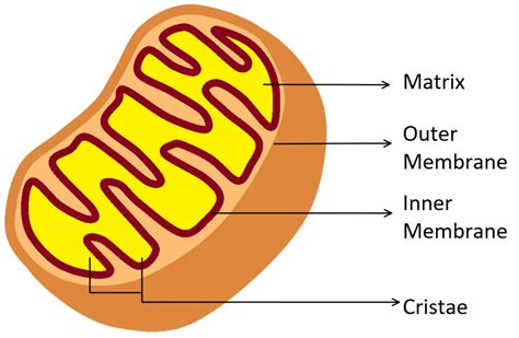 Cellular Respiration Mitochondria Function