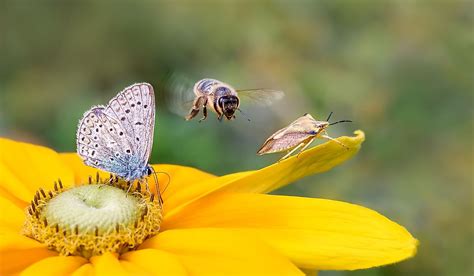 What Is An Ecosystem? - WorldAtlas