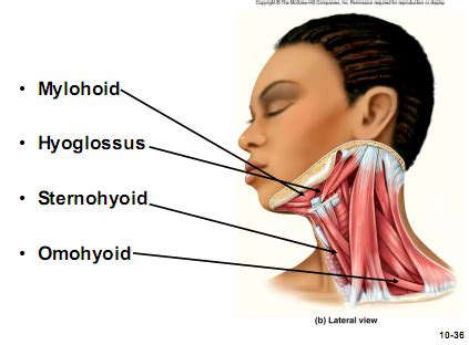 Anatomy(Supra-hyoid muscles),(Infra-hyoid muscles),triangles and deep ...