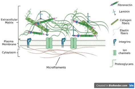 Biomimetics | Free Full-Text | The Extracellular Matrix: Its ...