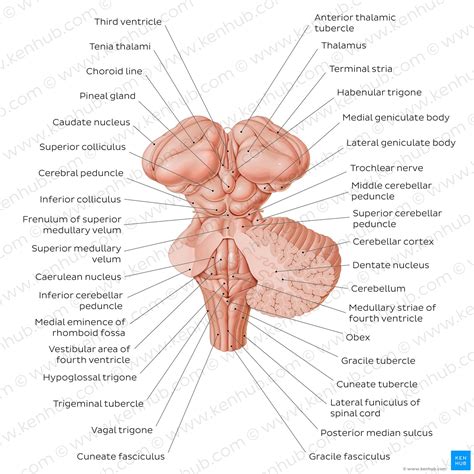 View Below Brain Brainstem Anatomy Education Stock Illustration | The ...