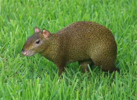 Agouti Animals | Amazing Facts & Latest Pictures | The Wildlife