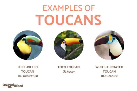 Types of Toucans - Different Toucan Species With Photos