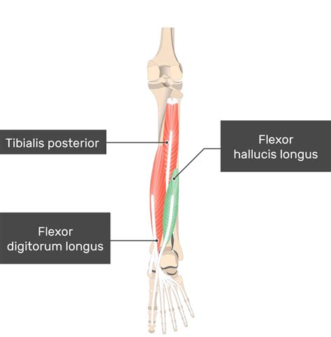 Flexor Hallucis Longus Origin And Insertion