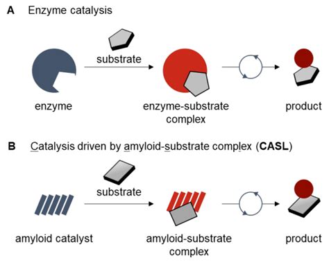 (A) Illustration to explain substrate specificity of enzyme catalysis ...