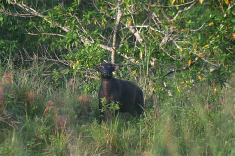 Rangers protecting Philippine tamaraws go hungry as pandemic bites