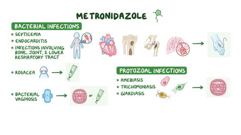 Metronidazole Mechanism Of Action