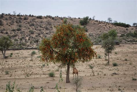 Tharparkar, Thar Desert-Sindh, Pakistan - Exploring Spectacular Pakistan