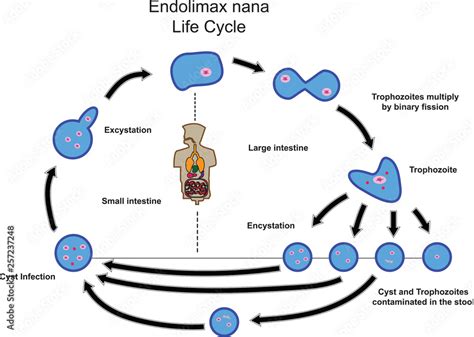 Endolimax nana.Medical Parasitology.Parasitic microscope. Stock ...