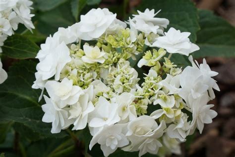 Hydrangea macrophylla Wedding Gown™