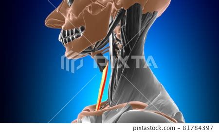 Sternothyroid Muscle Anatomy For Medical... - Stock Illustration ...