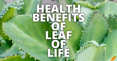 11 Potential Health Benefits Of Leaf Of Life