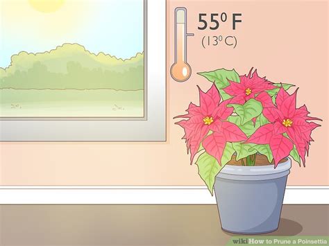 How to Prune a Poinsettia: 8 Steps (with Pictures) - wikiHow