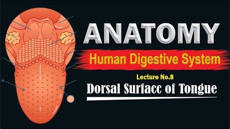 Tongue anatomy | Dorsal surface of tongue || Structures in the oral ...