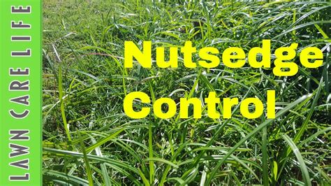 How to kill nutsedge aka nutgrass using Prosedge - YouTube