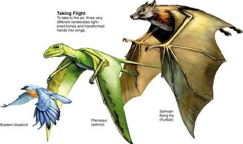 analogous | Convergent evolution, Evolution, Biology classroom