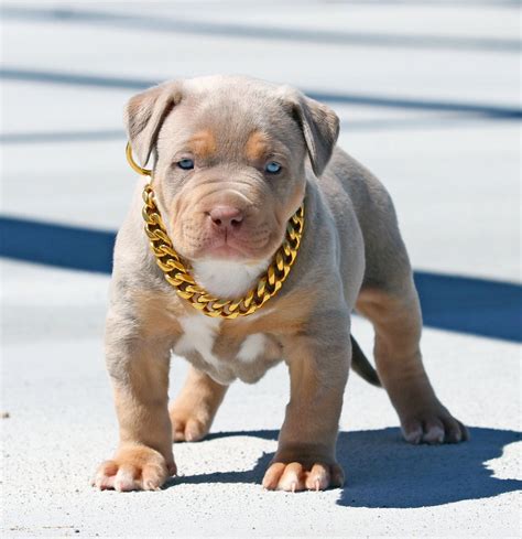 Gold Pinch Chain - Elegant & Stylish Dog Collar - Cuban Link Choke Design