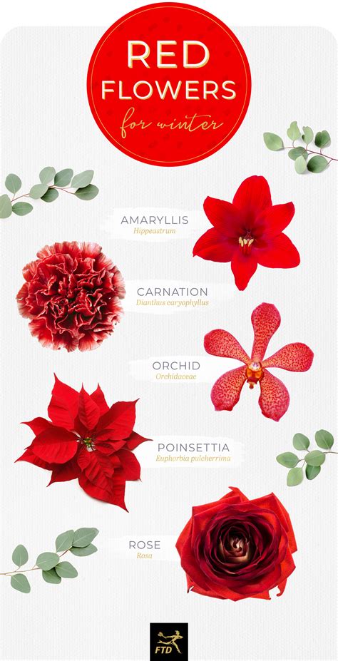 Red Flowers Names