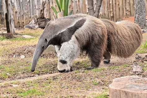 19 Facts About The Giant Anteater | Geography Scout