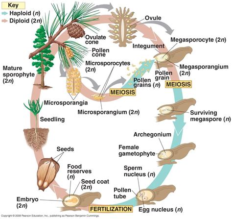 gymnosperm life cycle | Biology II | Pinterest