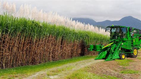 SugarCane Growing and Harvest - Sugar Mill Processing Line - Modern ...